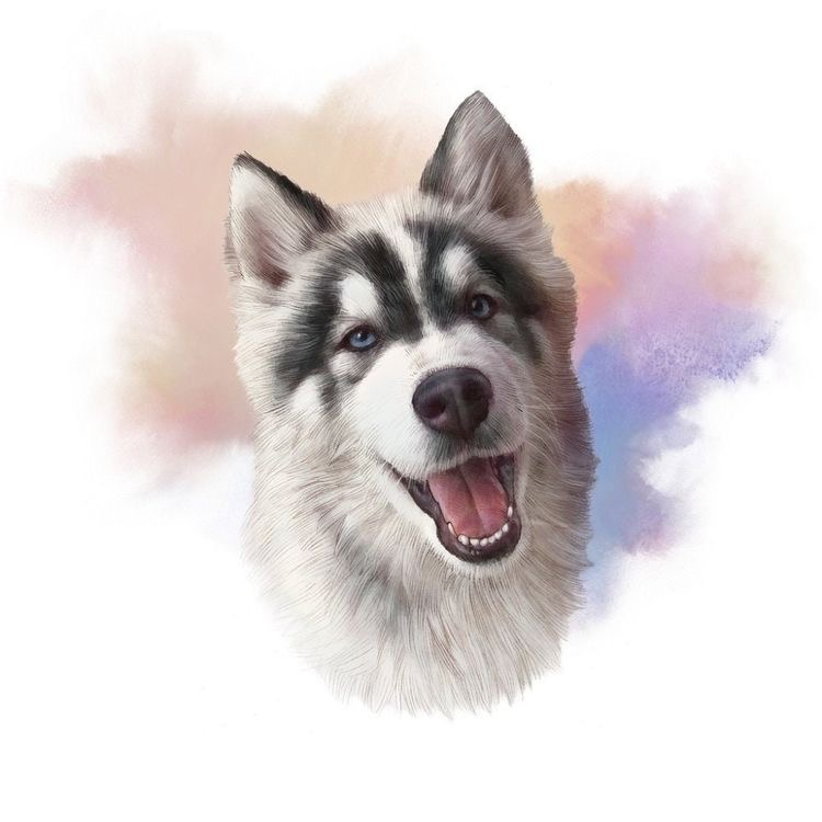 Tháng Ngày Giữ Mạng Bên Người Husky