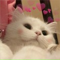Vi
